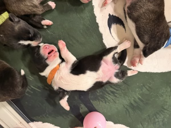 Cuccioli di Corgi Cardigan | Foto 1