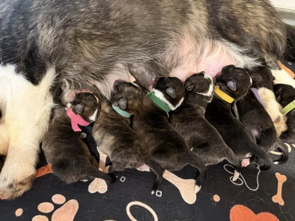 Cuccioli di Corgi Cardigan | Foto 0