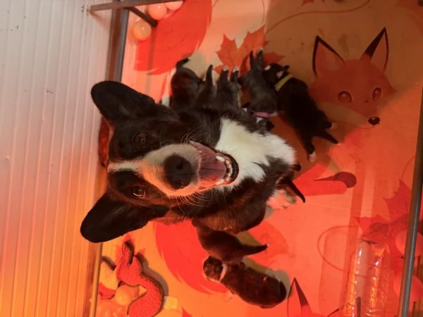Cuccioli di Corgi Cardigan