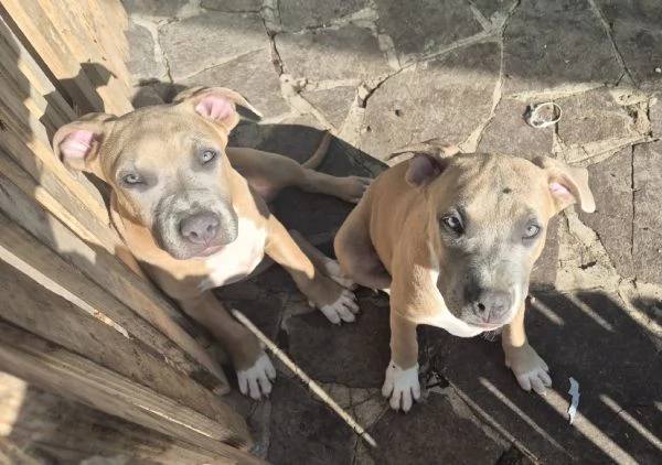 Cuccioli cercano casa!!
