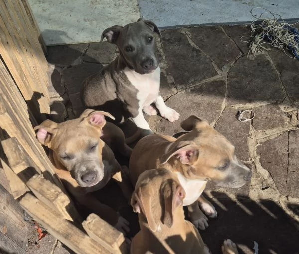 Cuccioli cercano casa!! | Foto 2