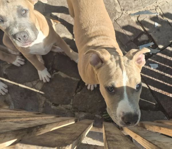 Cuccioli cercano casa!! | Foto 1