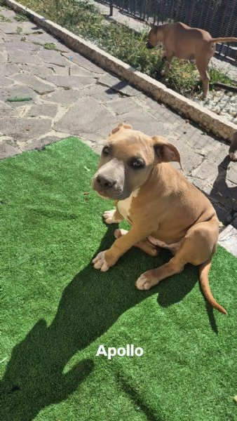 Cuccioli cercano casa!! | Foto 0