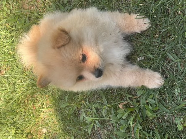 Vendo cuccioli di volpino italiano  | Foto 6