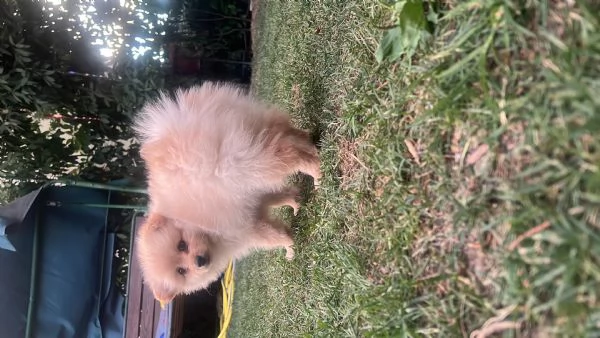 Vendo cuccioli di volpino italiano  | Foto 5