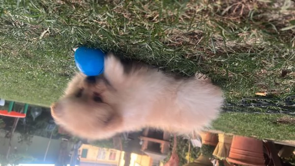 Vendo cuccioli di volpino italiano  | Foto 4