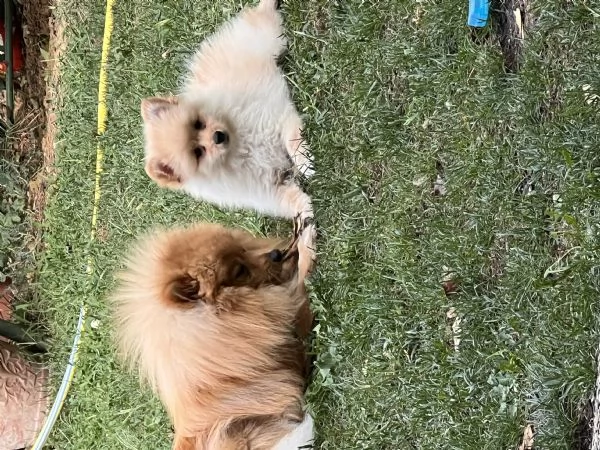 Vendo cuccioli di volpino italiano  | Foto 3