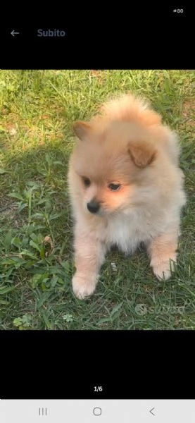 Vendo cuccioli di volpino italiano  | Foto 2