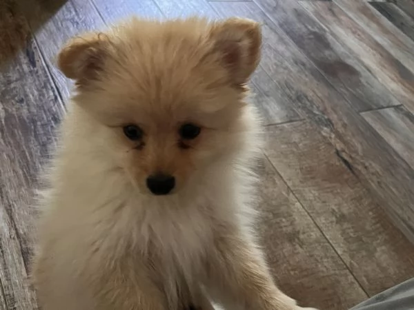 Vendo cuccioli di volpino italiano 