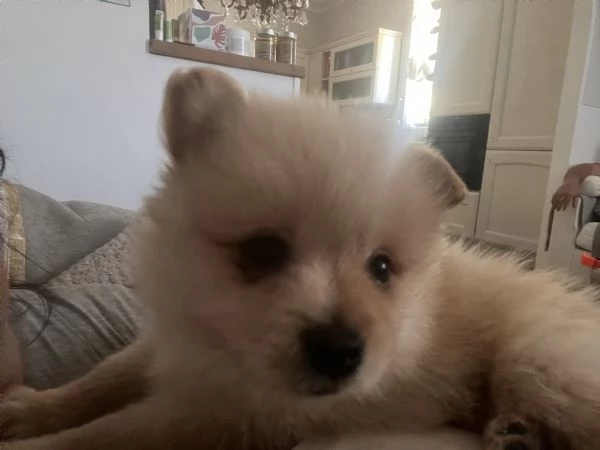 Vendo cuccioli di volpino italiano  | Foto 1