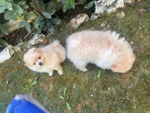 Vendo cuccioli di volpino italiano  | Foto 0