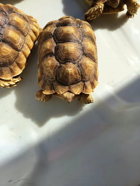 vendo tartarughe 