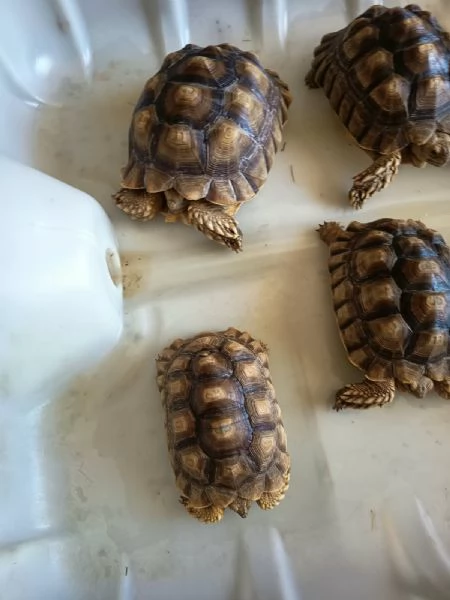 vendo tartarughe  | Foto 4