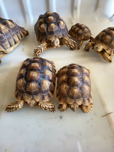 vendo tartarughe  | Foto 3