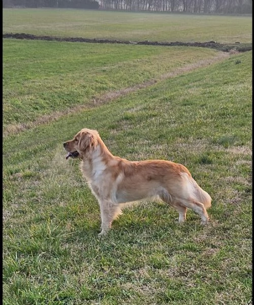Cucciola di Golden Retriver  | Foto 2