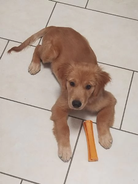 Cucciola di Golden Retriver 