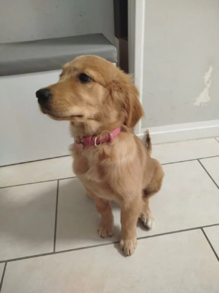 Cucciola di Golden Retriver  | Foto 1