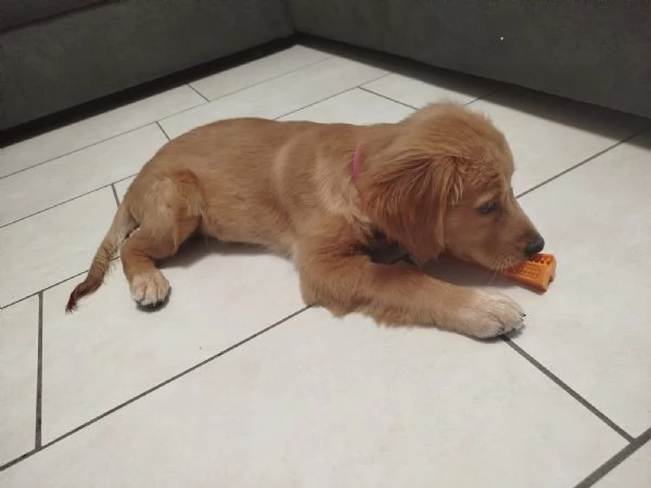 Cucciola di Golden Retriver  | Foto 0
