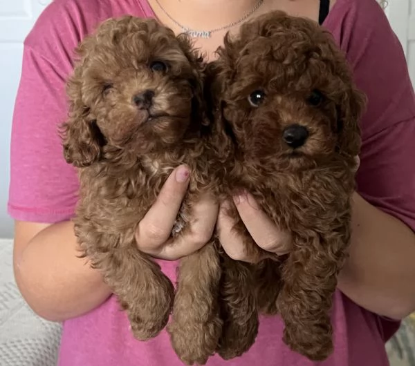 Cucciolo barboncino Toy fulvo | Foto 4