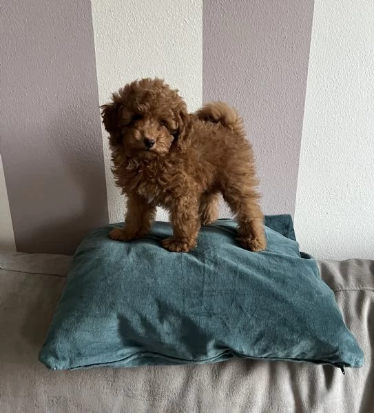 Cucciolo barboncino Toy fulvo | Foto 3