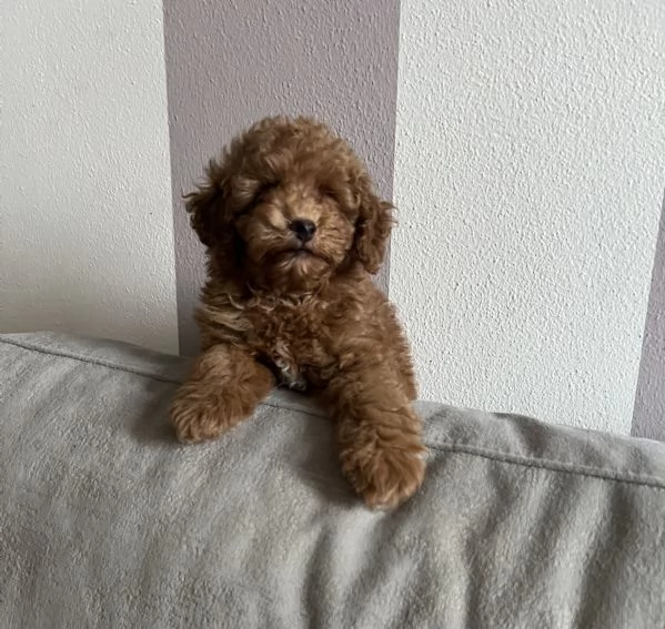 Cucciolo barboncino Toy fulvo | Foto 1