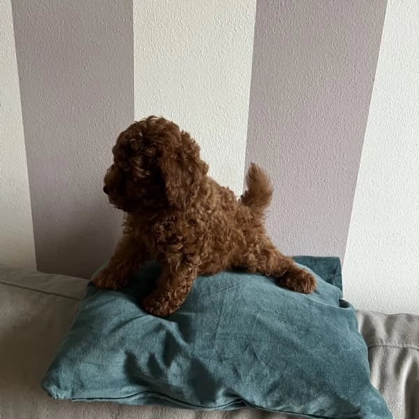 Cucciolo barboncino Toy fulvo | Foto 0