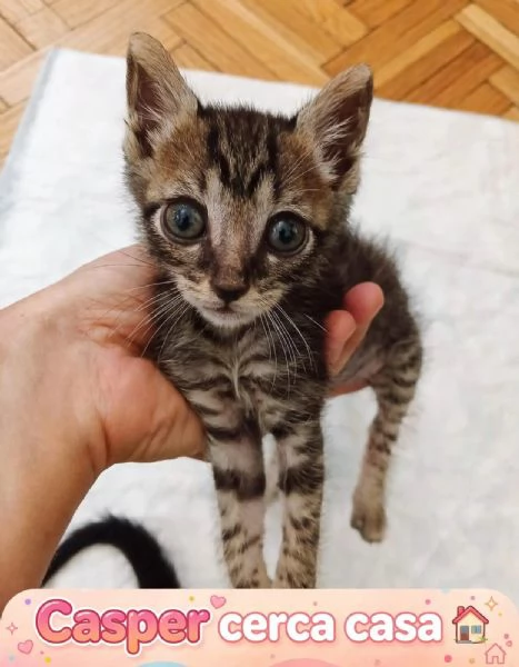 Una Giovane Mamma Speciale E Le Sue 5 Meraviglie Cercano Casa!  | Foto 1