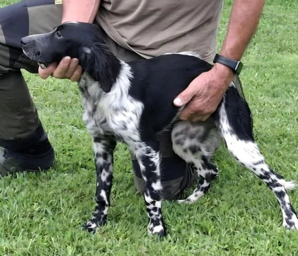 Setter Inglese - genealogia da campioni di lavoro