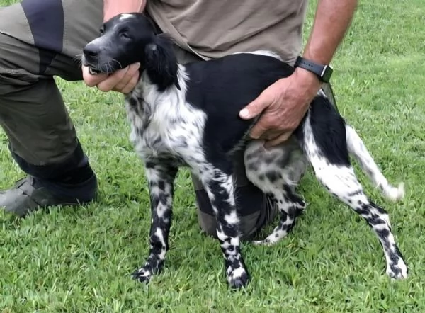 Setter Inglese - genealogia da campioni di lavoro | Foto 2