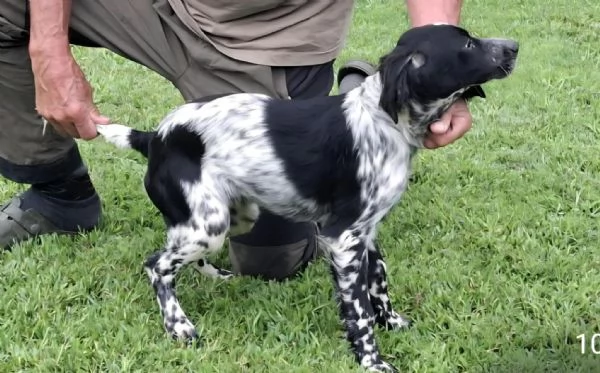 Setter Inglese - genealogia da campioni di lavoro | Foto 1