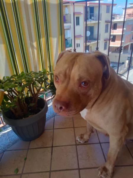 Regalo PItbull