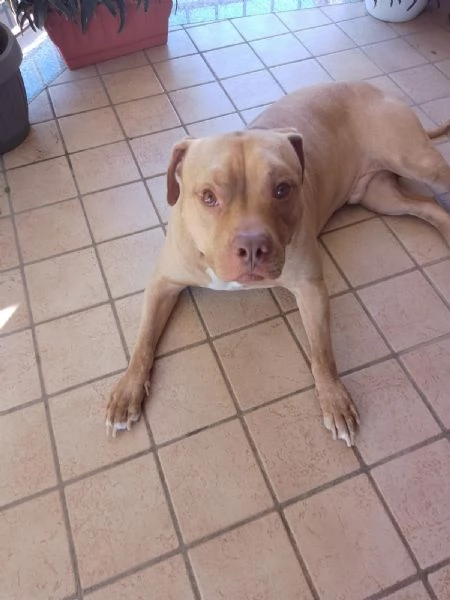 Regalo PItbull | Foto 1