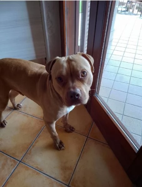 Regalo PItbull | Foto 0