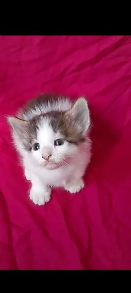 Cucciolata genitori Norvegesi 