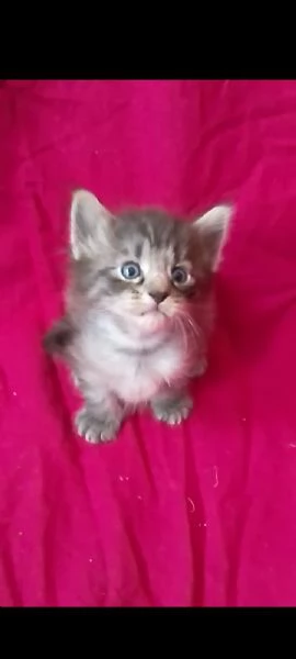 Cucciolata genitori Norvegesi  | Foto 1