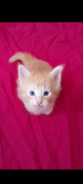 Cucciolata genitori Norvegesi  | Foto 0