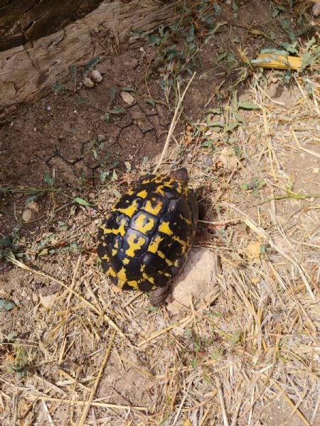 VENDITA TARTARUGHE HERMANNI (DUE MASCHI) | Foto 1