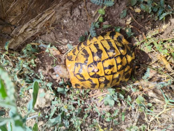 VENDITA TARTARUGHE HERMANNI (DUE MASCHI) | Foto 0