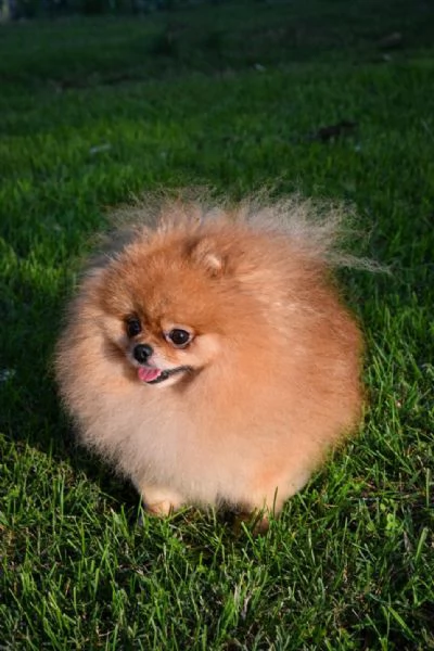 Dolcissimo Pomerania maschio 