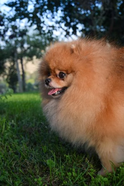 Dolcissimo Pomerania maschio  | Foto 1