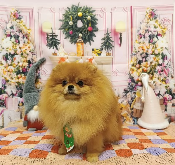 Dolcissimo Pomerania maschio  | Foto 0