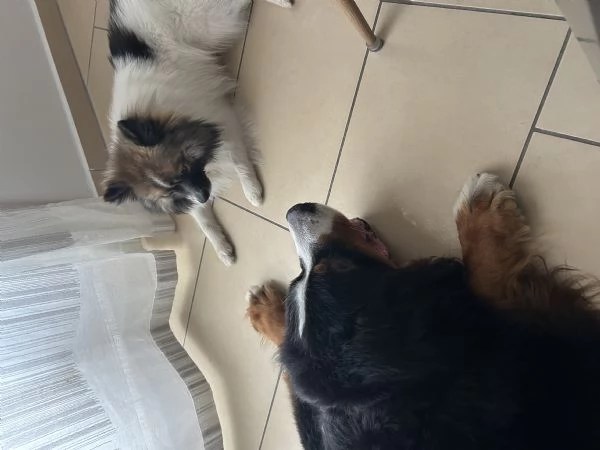 Vendita spitz tedesco senza pedigree 