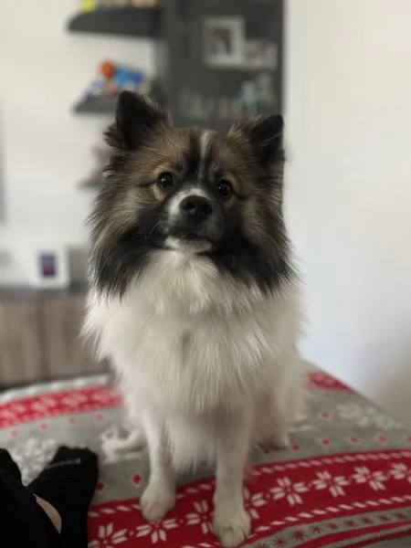 Vendita spitz tedesco senza pedigree  | Foto 5