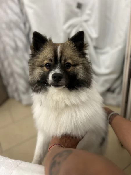 Vendita spitz tedesco senza pedigree  | Foto 4