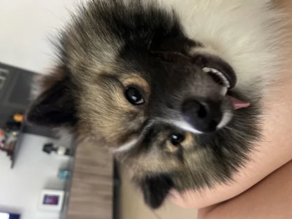 Vendita spitz tedesco senza pedigree  | Foto 3