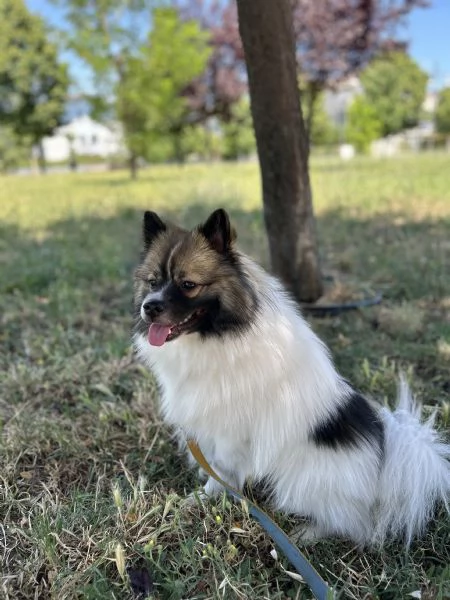 Vendita spitz tedesco senza pedigree  | Foto 2