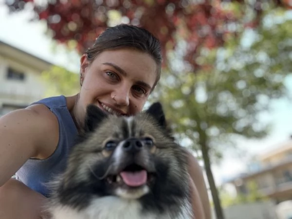 Vendita spitz tedesco senza pedigree  | Foto 1