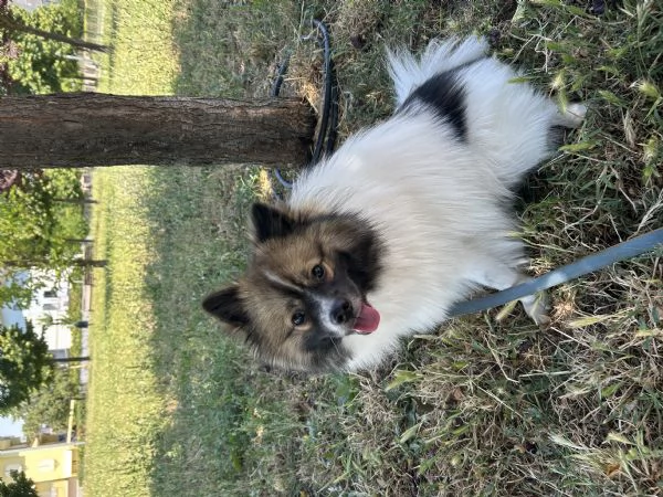 Vendita spitz tedesco senza pedigree  | Foto 0
