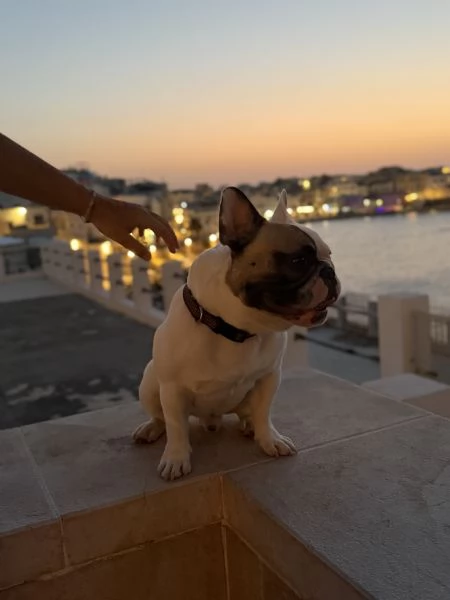 Bulldog francese da monta con pedigree 