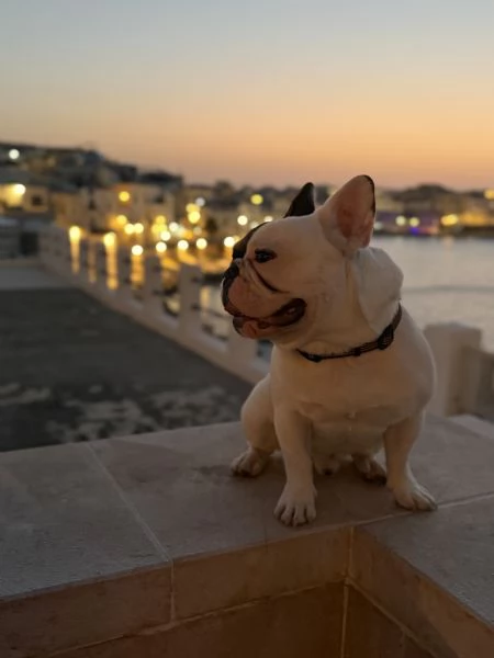 Bulldog francese da monta con pedigree  | Foto 3